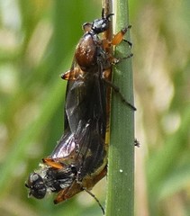 Bibio articulatus