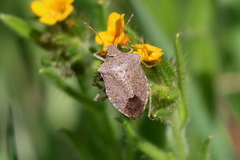 Euschistus conspersus