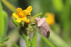 Euschistus conspersus