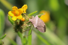 Euschistus conspersus