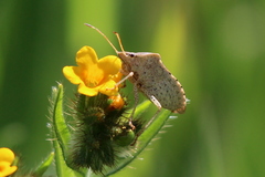 Euschistus conspersus