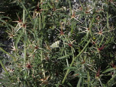 Euchloe ausonia