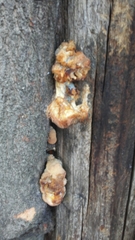 Fungi