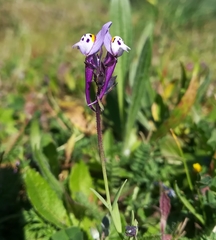 Linaria amethystea amethystea