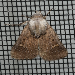 Eucoptocnemis fimbriaris