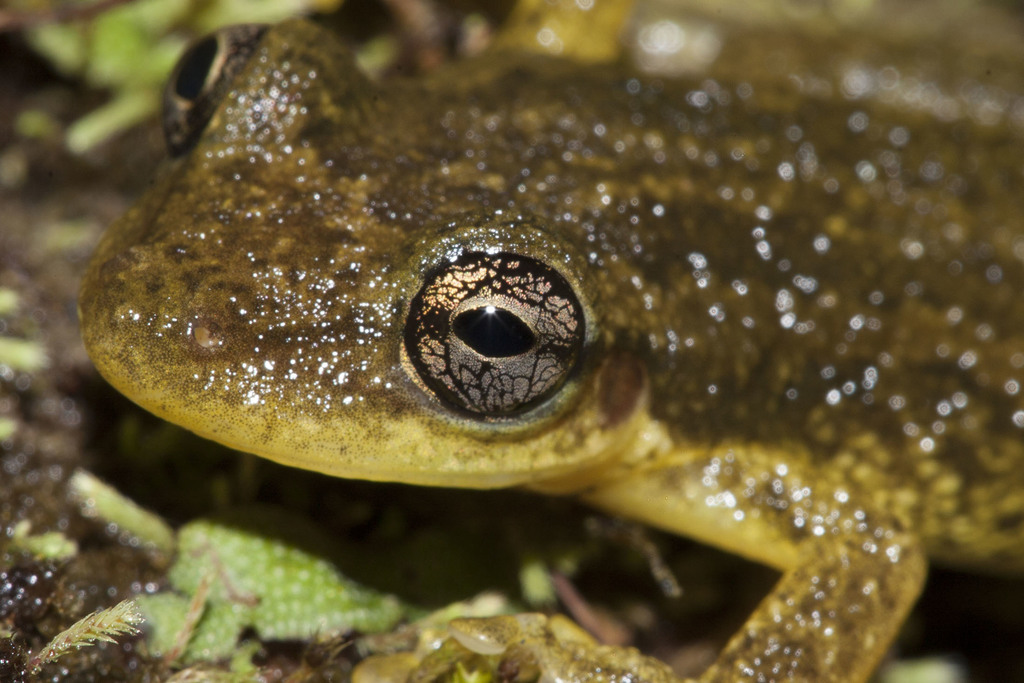 Red Snouted Treefrog