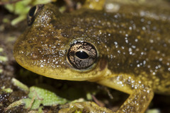 Red Snouted Treefrog photo 2