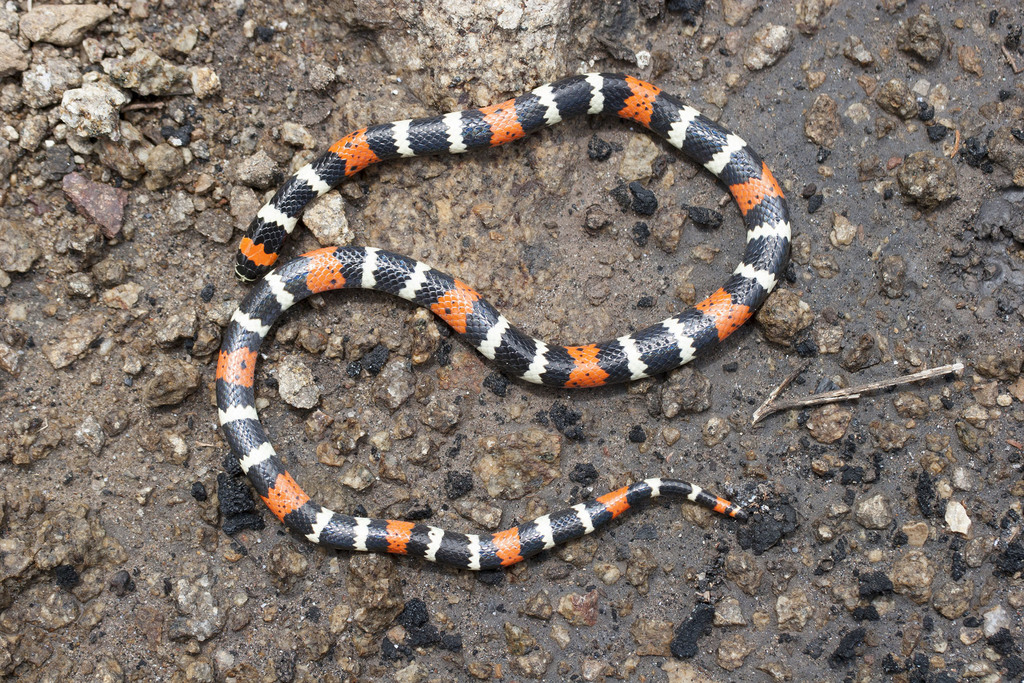 Micrurus tschudii olssoni