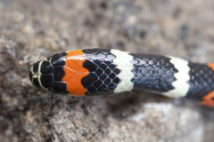 Desert Coral Snake photo 5