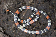 Desert Coral Snake photo 2