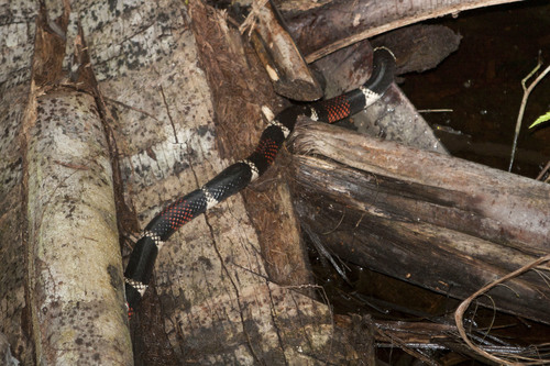 Micrurus surinamensis