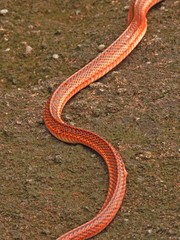 Oxyrhopus melanogenys