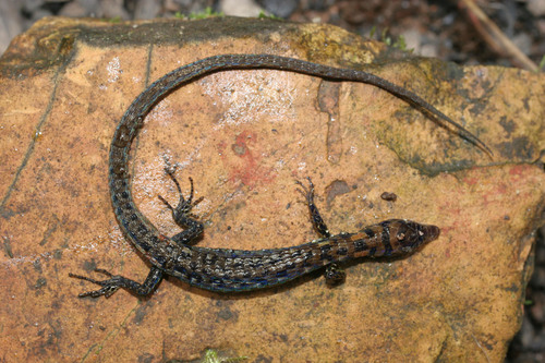 Andinosaura oculata