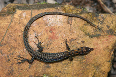Tropical Lightbulb Lizard photo 2