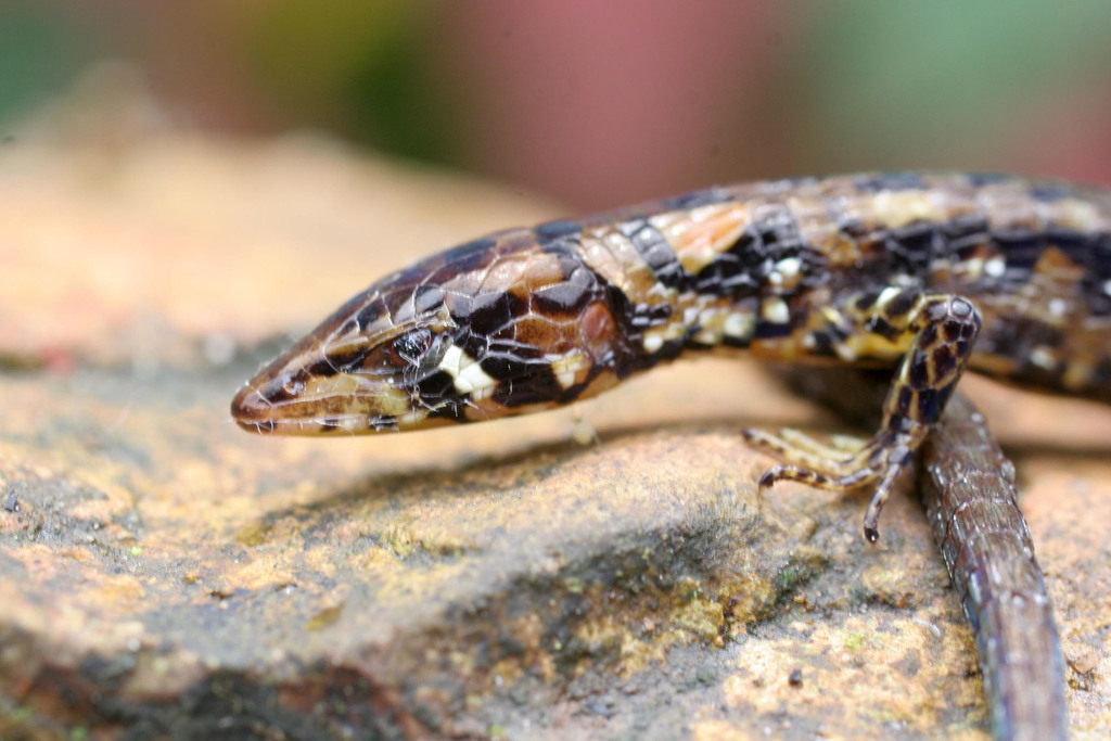 Andinosaura