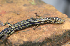 Tropical Lightbulb Lizard photo 5