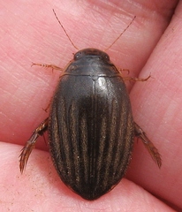 Acilius sylvanus
