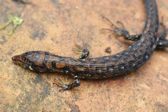 Tropical Lightbulb Lizard photo 4