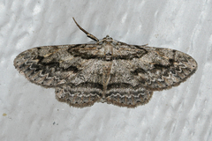 Iridopsis pergracilis