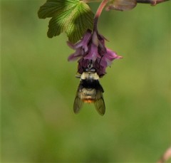 Criorhina caudata
