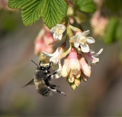 Anthophora pacifica