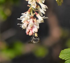 Anthophora pacifica