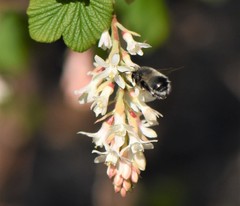 Anthophora pacifica