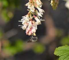 Anthophora pacifica