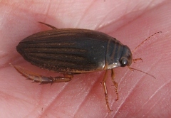 Acilius sylvanus