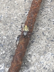 Neoscona oaxacensis