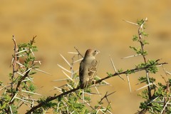 Amadina erythrocephala