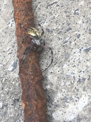 Neoscona oaxacensis