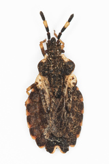 Aradus versicolor