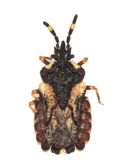 Aradus versicolor