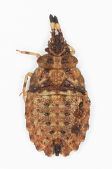 Aradus versicolor