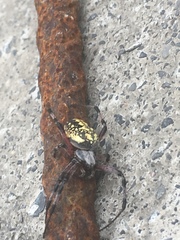 Neoscona oaxacensis