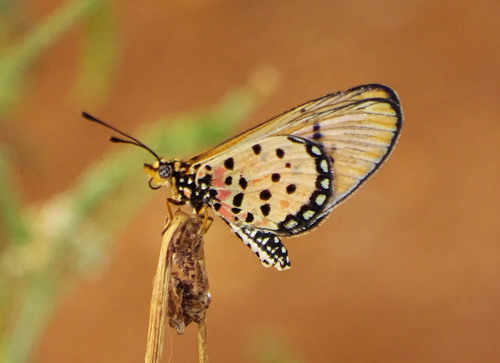 Westwood's Acraea