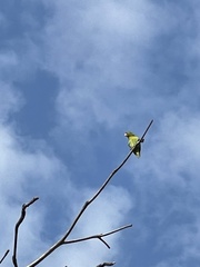 Brotogeris jugularis