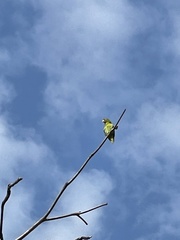 Brotogeris jugularis