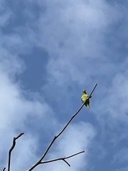 Brotogeris jugularis