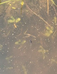 Branchinecta sandiegonensis