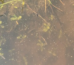 Branchinecta sandiegonensis