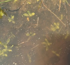 Branchinecta sandiegonensis