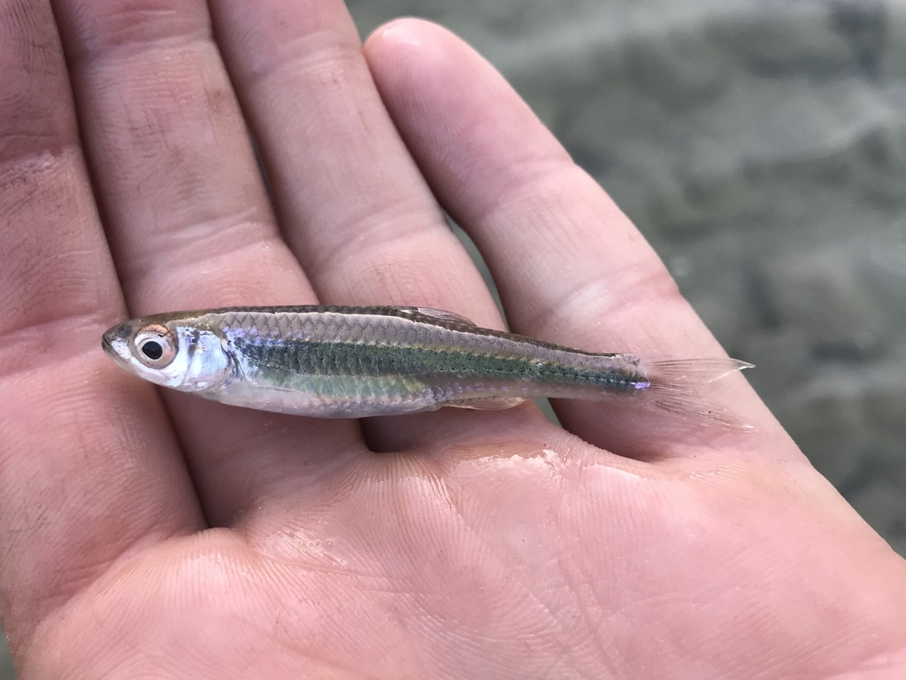 Texas Shiner