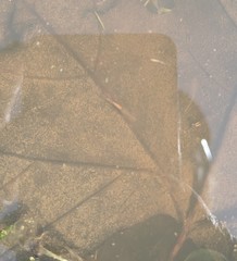 Branchinecta sandiegonensis