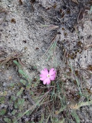 Silene littorea