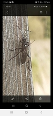 Stenichneumon militarius