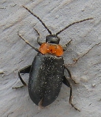 Disonycha triangularis