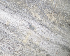 Xerospermophilus tereticaudus