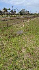 Branchinecta sandiegonensis